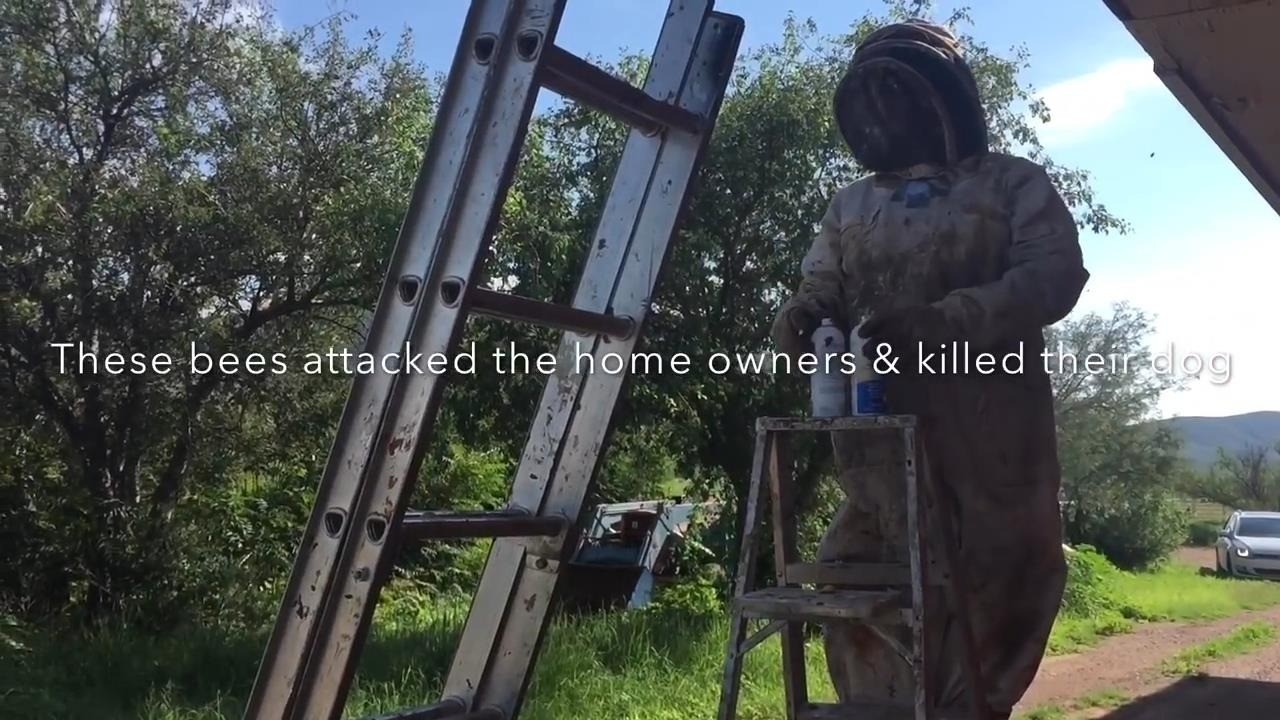 Houston Bee Removal Quote