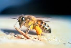 Fast Bee Removal Service in Houston