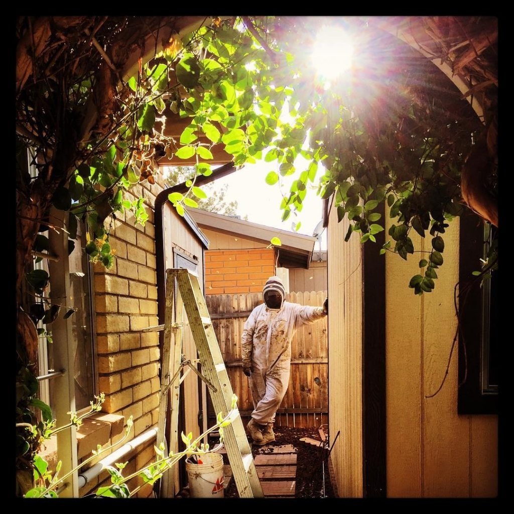 Bee Swarm Removal Houston 